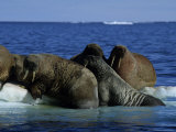 Walrus, Group on Ice Floe, Canada Lámina fotográfica por Gerard Soury