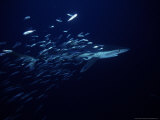 Blue Shark, with Sardines, USA Photographie par Gerard Soury