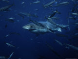 Great White Shark, Swimming, South Australia Photographic Print by Gerard Soury