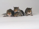 Grey Squirrel Photographie par Les Stocker