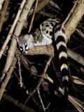 Large-Spotted Genet, Ruaha National Park, Tanzania Photographic Print by Ariadne Van Zandbergen