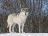 Gray Wolf, Ste-Anne-De-Bellevue, Canada Lámina fotográfica por Robert Servranckx