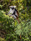 Kirks Red Colobus Monkey on Branch in Tree, Zanzibar Photographie par Ariadne Van Zandbergen