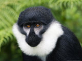 Lhoests Guenon or Lhoests Monkey, Nyungwe Forest, Rwanda Photographie par Ariadne Van Zandbergen