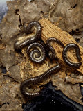 Millipede, Tachypodius Niger Photographic Print by Harold Taylor
