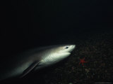 Sixgill Shark, Swimming, BC, Canada Photographie par Gerard Soury