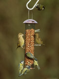 Tits and Other Garden Birds on Feeder, Winter Photographic Print by David Tipling