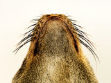Cape Fur Seal, Close up of Muzzle, Skeleton Coast, Namibia Photographie par Ariadne Van Zandbergen