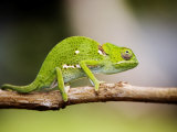 Flap-Necked Chameleon, Jozani Forest, Zanzibar Photographie par Ariadne Van Zandbergen