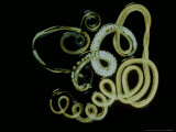 Heligosomoides Polygyrus Lámina fotográfica por Sinclair Stammers Heligosomoides Polygyrus Lámina fotográfica por Sinclair Stammers
