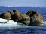 Walrus, Group on Ice Floe, Canada Lámina fotográfica por Gerard Soury