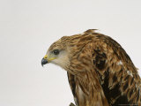 Red Kite Photographie par Les Stocker
