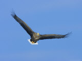 White-Tailed Sea Eagle in Flight, Japan Photographic Print by Roy Toft