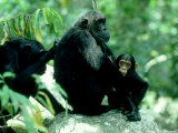 Eastern Chimpanzee, Grooming, Tanzania Photographie par Steve Turner