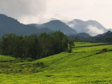 Tea Plantations Fringe the Nyungwe Forest, Rwanda Photographie par Ariadne Van Zandbergen