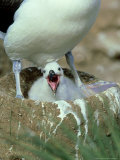 Black-Browed Albatross, Adult at Nest, Falklands Photographie par David Tipling