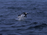 South African Fur Seal, Attacked by Shark Photographie par Gerard Soury