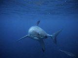 Great White Shark, Swimming, Pacific Photographic Print by Gerard Soury