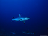 Dagsit Shark, Swimming, Indian Ocean Photographie par Gerard Soury