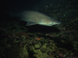 Sixgill Shark, Swimming, BC, Canada Photographie par Gerard Soury