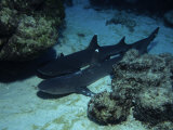 Whitetip Reef Shark on Sea Floor, Costa Rica Photographie par Gerard Soury