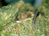 Soprano Pipistrelle Bat, Aylesbury, England Photographie par Les Stocker