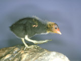 Moorhen, Young, UK Lámina fotográfica por Les Stocker Moorhen, Young, UK Lámina fotográfica por Les Stocker