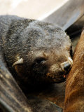 Cape Fur Seal, Pup Suckling, Skeleton Coast, Namibia Photographie par Ariadne Van Zandbergen