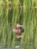 Pied-Billed Grebe, Ile Bizard Nature Park, Quebec, Canada Photographie par Robert Servranckx
