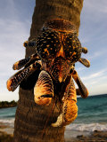 Giant Coconut Crab, Climbing Down Palm Tree, Zanzibar Photographic Print by Ariadne Van Zandbergen