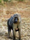 Olive Baboon, with Young, Rwanda Photographie par Ariadne Van Zandbergen