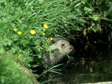 European Otter, Suffolk Fotografie-Druck von David Tipling
