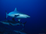 Dagsit Shark, Swimming, Indian Ocean Photographie par Gerard Soury