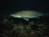 Sixgill Shark, Swimming, BC, Canada Photographie par Gerard Soury