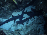 Whitetip Reef Sharks, Group, Costa Rica Photographie par Gerard Soury