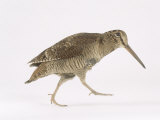 Woodcock, St. Tiggywinkles, UK Photographic Print by Les Stocker