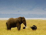 African Elephant (Loxodonta Africana) and Buffalo (Syncerus Caffer) in Grassland, Tanzania Photographie par Ariadne Van Zandbergen