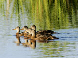 Mallard, Family, Quebec, Canada Photographic Print by Robert Servranckx