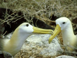 Waved Albatross, Pair, Galapagos Islands Lámina fotográfica por Gustav Verderber Waved Albatross, Pair, Galapagos Islands Lámina fotográfica por Gustav Verderber
