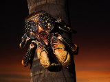 Giant Coconut Crab, Climbing Down Palm Tree, Zanzibar Lámina fotográfica por Ariadne Van Zandbergen Giant Coconut Crab, Climbing Down Palm Tree, Zanzibar Lámina fotográfica por Ariadne Van Zandbergen