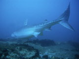 Tiger Shark, Swimming, South Africa Photographie par Gerard Soury