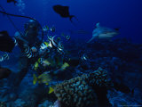 Blacktip Reef Shark, with Diver, Polynesia Photographie par Gerard Soury