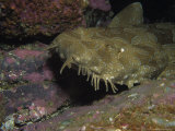 Spotted Wobbegong, Forster, Australia Photographie par Gerard Soury