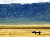 Black Rhinoceros, Ngorongoro Crater, Tanzania Photographie par Ariadne Van Zandbergen