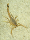 Death Stalker Scorpion, Africa Lámina fotográfica por Gustav Verderber