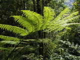 Nyungwe Forest Reserve, Rwanda Photographic Print by Ariadne Van Zandbergen