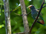 White-Crowned Parrot, Parrot Perched on Branch with Beak Open, Costa Rica Photographic Print by Roy Toft