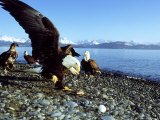 Bald Eagle, Feb, USA Photographie par David Tipling