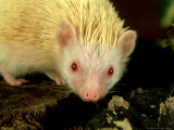 Four-Toed Hedgehog, Albino, England Lámina fotográfica por Les Stocker