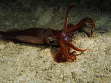 Sand Squid, Cuba, Atlantic Ocean Reprodukcja zdjęcia autor Gerard Soury